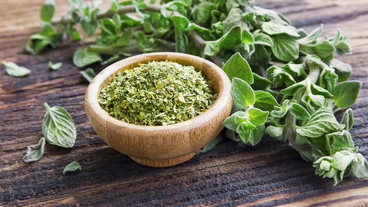 daun oregano kering