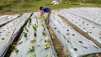 Pemuda adat Amboan sedang menanam sayuran di Kecamatan Rongkong, Kabupaten Luwu Utara, Provinsi Sulawesi Selatan (Dok. AMAN)