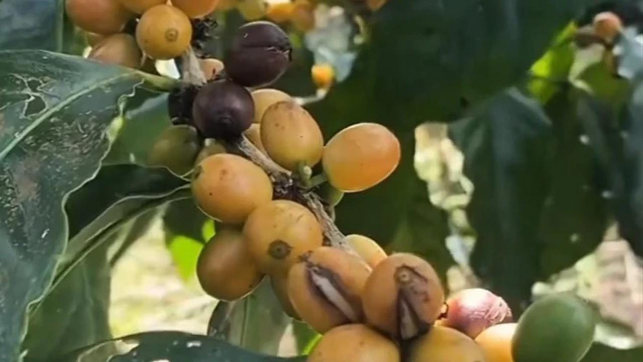 Kopi Langka Jenis Yellow Caturra dan Yellow Bourbon yang Tumbuh Subur di Lereng Gunung Raung Banyuwangi