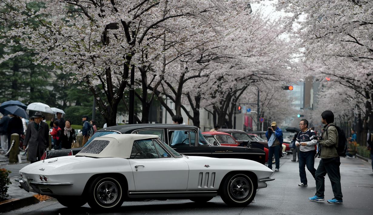 Pengunjung melihat mobil-mobil klasik di bawah Pohon Sakura termasuk 1965 Chevrolet Corvette Stingray (depan) selama Japan Classic Automobile 2016 di Tokyo, Jepang, Minggu (4/3). 32 mobil antik keluaran tahun lawas dipamerkan. (AFP/Toshifumi Kitamura)