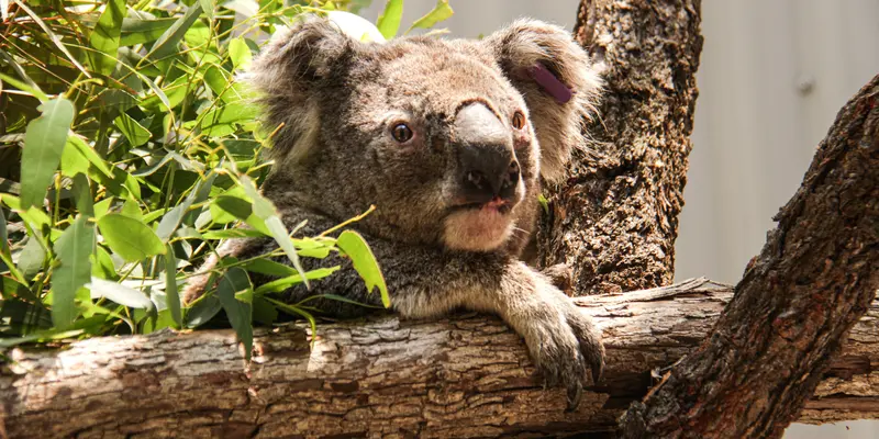 Puluhan Koala Berhasil Diselamatkan dari Kebakaran Hutan Australia