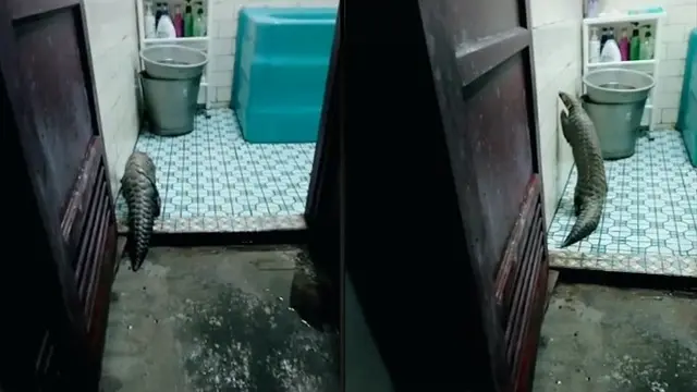 Viral Trenggiling Masuk ke Dalam Rumah, Hewan Langka yang Terancam Punah