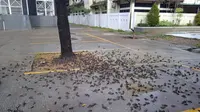 Ratusan burung pipit mati mendadak dan bangkainya memenuhi area parkir Balai Kota Cirebon. (Liputan6.com Panji Prayitno)