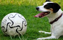 Mengerikan, 18 Warga di Buleleng Digigit Anjing yang Mengamuk dan Diduga Rabies