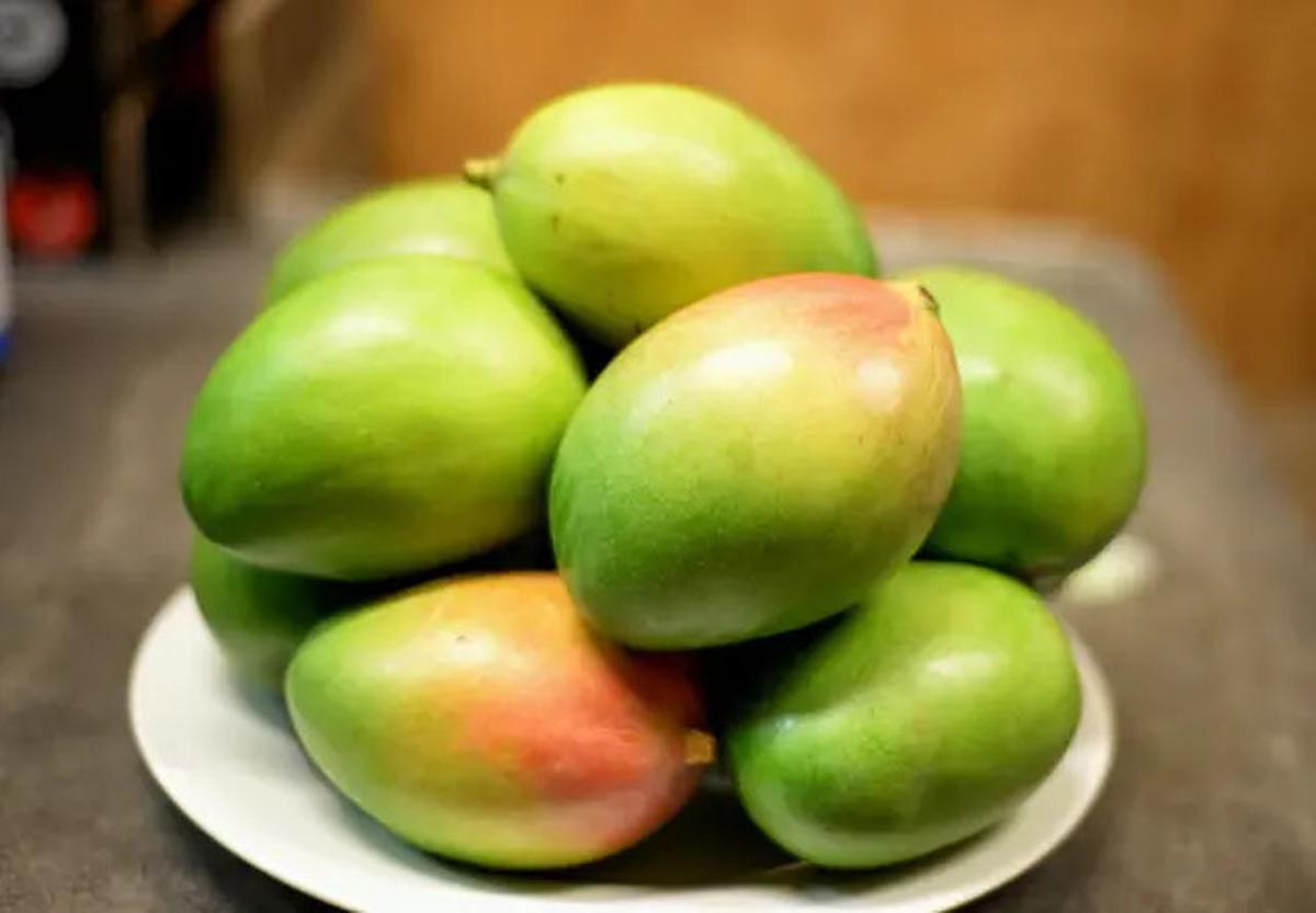 8 Pohon Buah yang Cepat Panen untuk Kebun Rumah Anda
