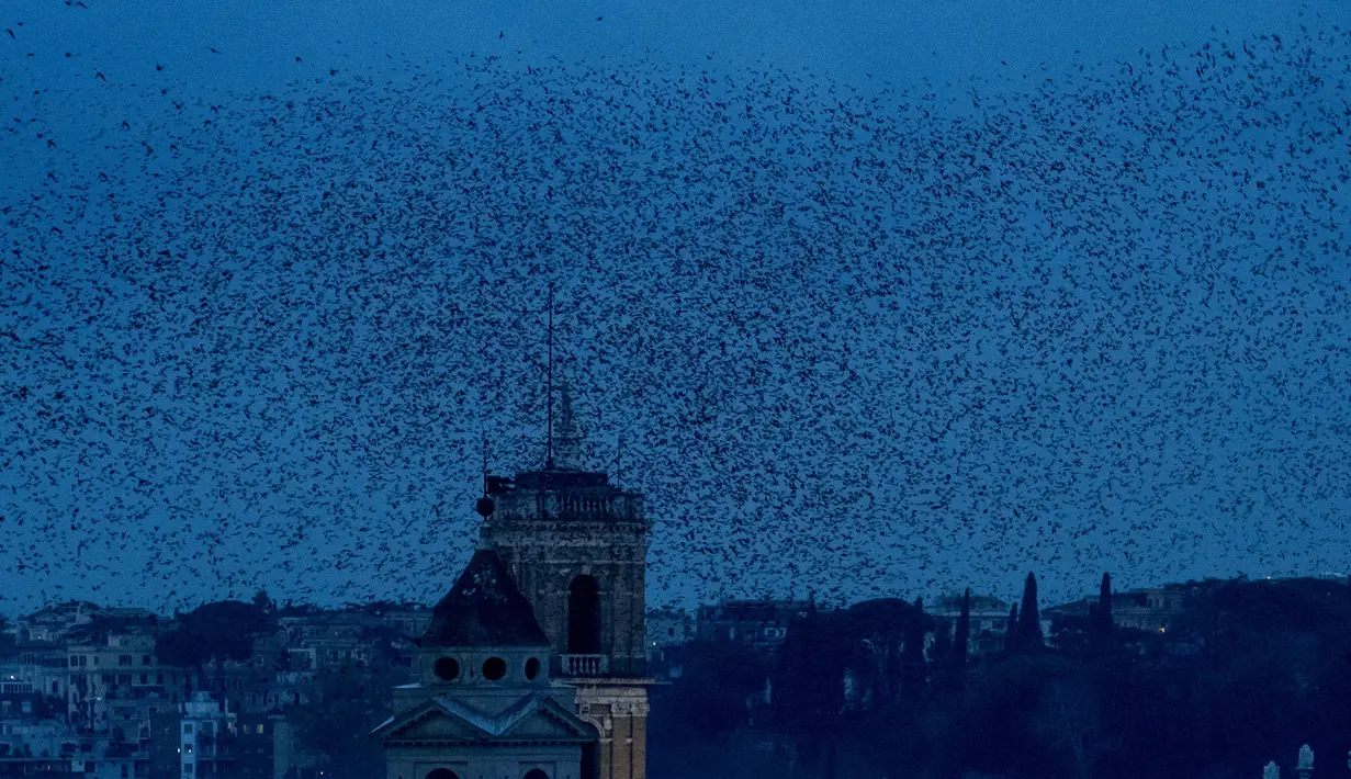 Burung Jalak terbang di langit Roma, Italia (20/12/2019). Di musim dingin, burung jalak bermigrasi dengan terbang bersama dan genomena ini disebut murmuration. (AFP Photo/Tiziana Fabi)