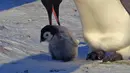 Bayi pinguin saat diajarkan jalan di gundukan salju Benua Antartika. nanti ia akan ditinggalkan pada umur 5 bulan untuk beradaptasi dengan lingkungannya. (Dailymail.co.uk)