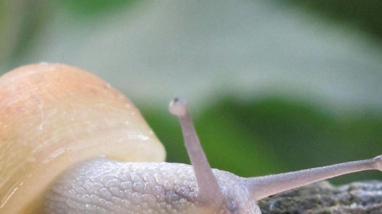 <b>Siput</b>
