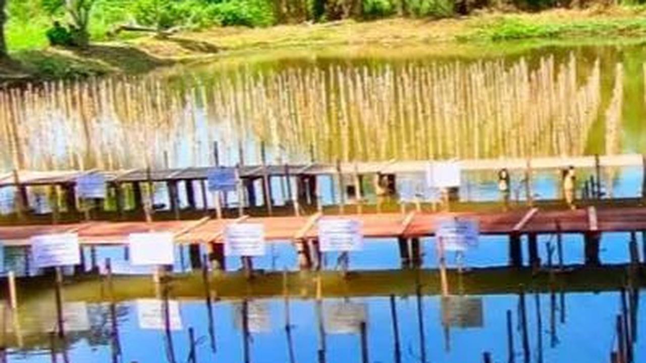 Melestarikan Hutan Mangrove di Pesisir Jakarta