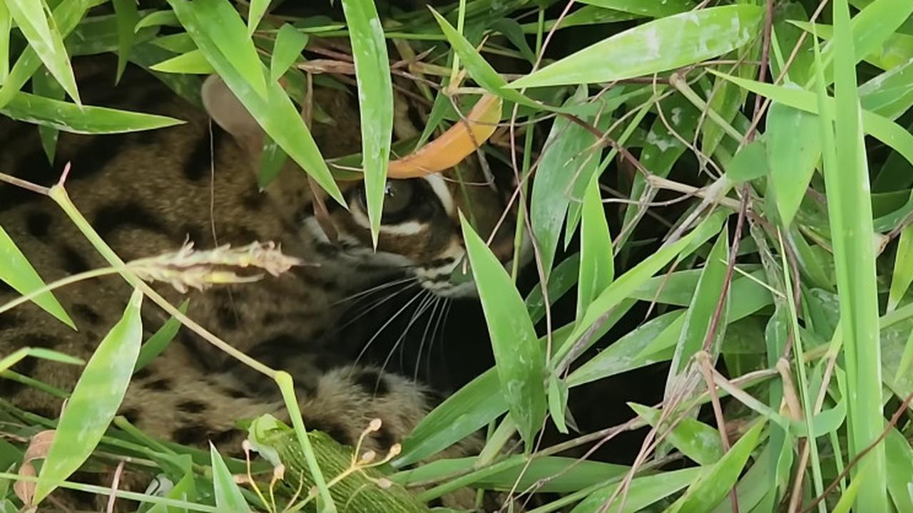 Mungil dan Lucu, Macan Akar yang Dilindungi Undang-undang Ditemukan di Tengah Sawah