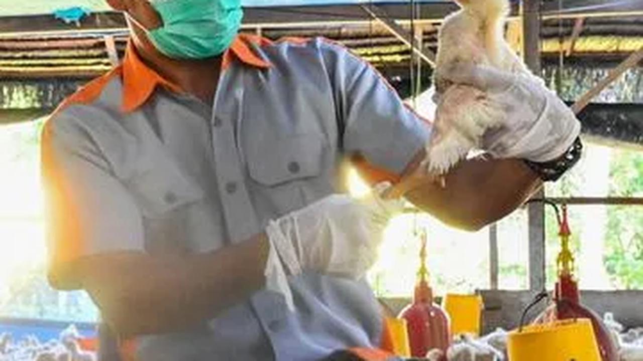 Menggiurkan, Begini Konsep Bisnis Hulu Hilir Peternakan Ayam Potong di Yogyakarta