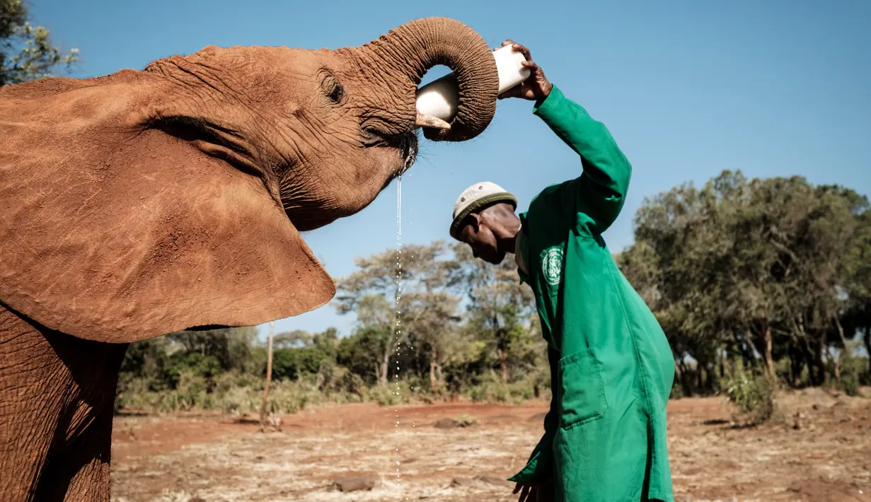 Seorang penjaga memberi susu bayi gajah  yatim piatu di panti asuhan gajah David Sheldrick Wildlife Trust (DSWT) di Nairobi, Kenya pada 12 Maret 2019. Panti itu membesarkan gajah piatu sampai mereka  tidak lagi bergantung pada susu. (Yasuyoshi CHIBA/AFP)