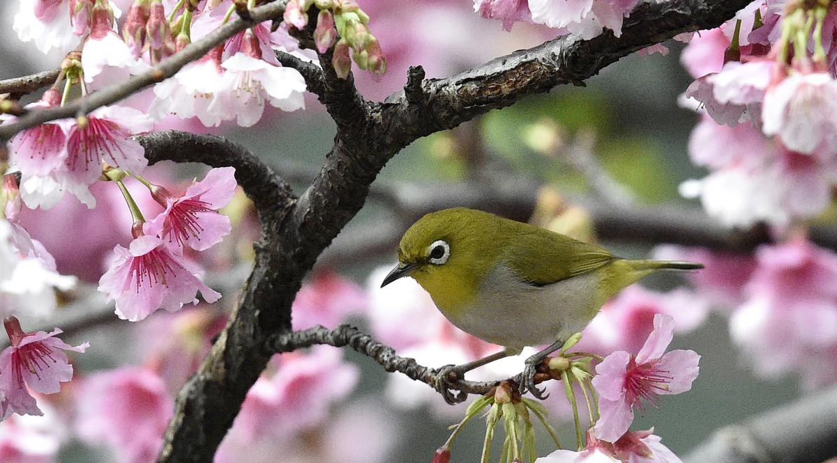 Pleci Jepang Si Imut yang Memikat Hati-AFP Photo-20170309