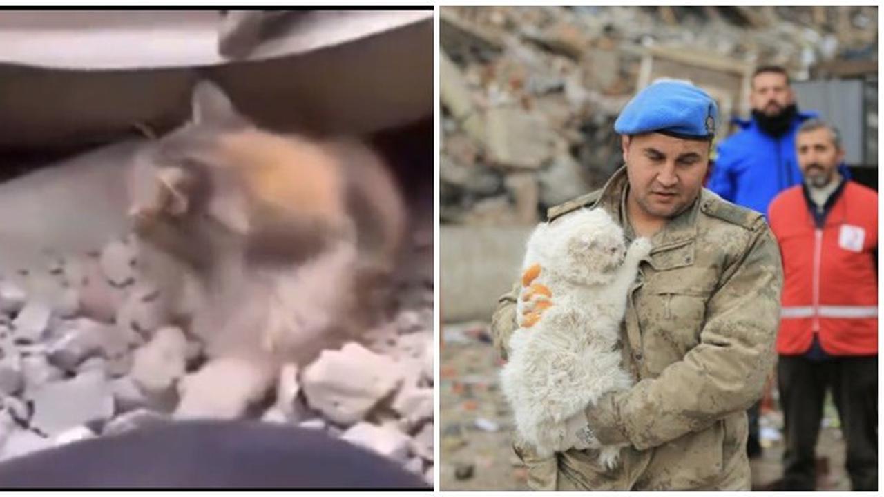 7 Potret Penyelamatan Hewan Peliharaan dari Reruntuhan Gempa Turki, Bikin Pilu