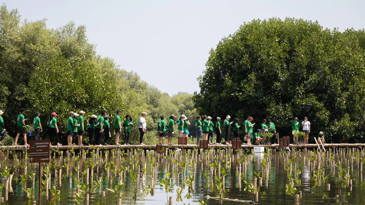 Mangrove