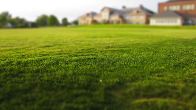 10 Jenis Rumput Taman Dan Harganya Untuk Hijaukan Hunian Hot Liputan6 Com