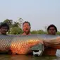 Ikan 'monster' Arapaima di Thailand. (News.com.au)