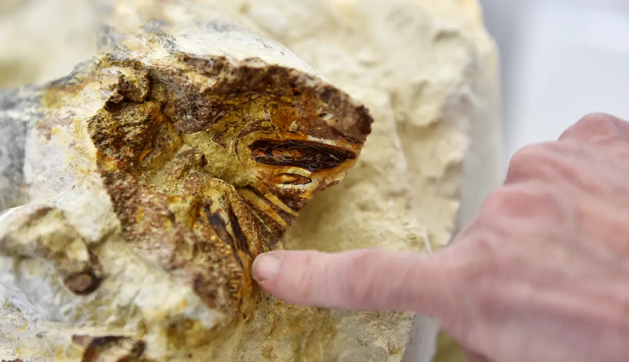 Seorang ahli paleontologi menunjukkan fosil gigi bagian rahang bawah dari reptil laut besar berusia 90 juta tahun yang ditemukan baru-baru ini di gua pribadi troglodyte, Prancis, Kamis (4/5). (AFP/ LOIC VENANCE)