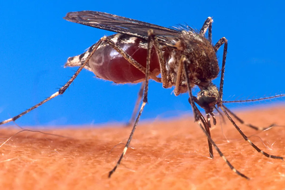 Nyamuk aedes