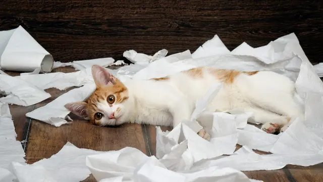 Awalnya Lucu, Aksi Kucing Merobek Kertas Bisa Memicu Gangguan Kesehatan