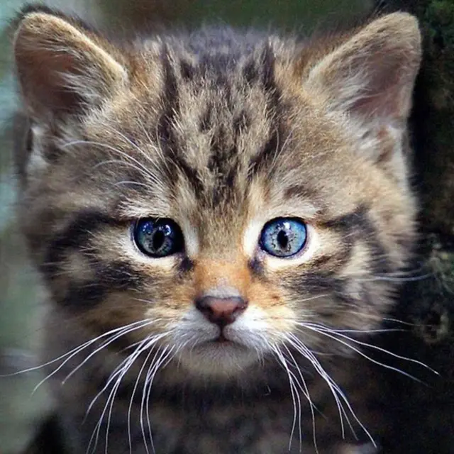 bentuk kucing