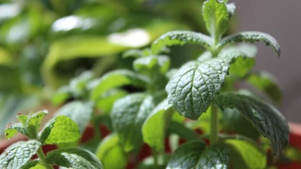 Tanaman Mint