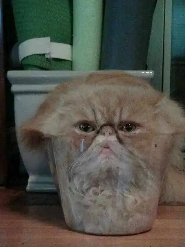 Potret 6 Kucing Dengan Tingkah Bak Benda Cair, Lentur Banget