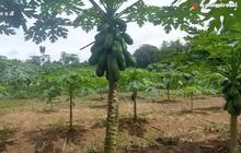 Petani Mengeluh Panen Pepaya California Berlimpah Tapi Tak Laku, Akui Penyebabnya karena Salah Berdoa