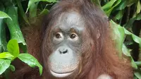 Bayi orangutan Fitri lahir di Taman Safari Bogor. (dok. Humas KLHK/Dinny Mutiah)