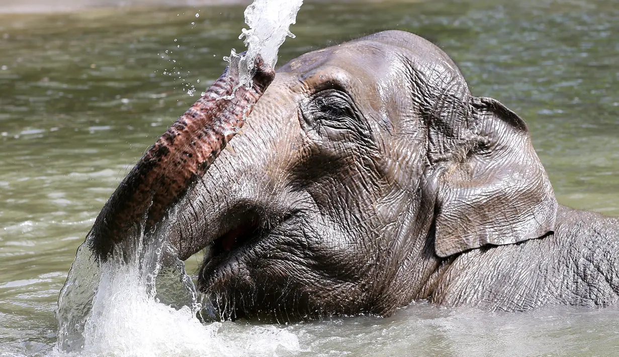 Seekor gajah mendinginkan diri saat suhu mencapai 34 derajat Celcius di kolam air kebun binatang Tierpark Hagenbeck di Hamburg, Jerman, Rabu (24/7/2019). Suhu tinggi ini terjadi di tengah ancaman gelombang panas kedua yang diprediksi melanda Eropa Barat. (Photo by Bodo Marks / dpa / AFP)