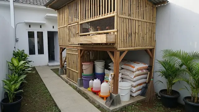 Cara Memanfaatkan Lahan Bawah Kandang Ayam, Optimalkan Sudut Peternakan