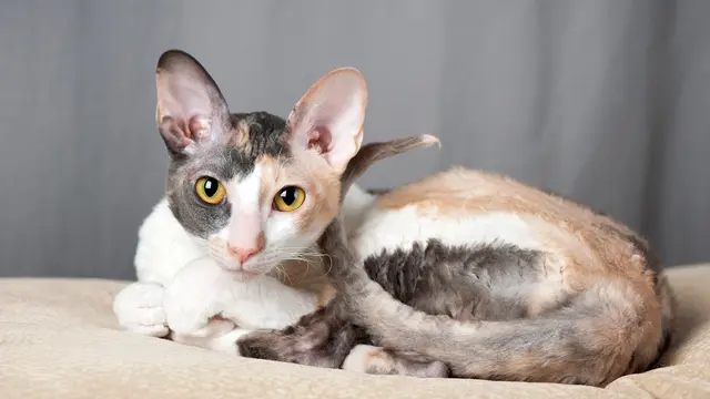 Kucing Cornish Rex