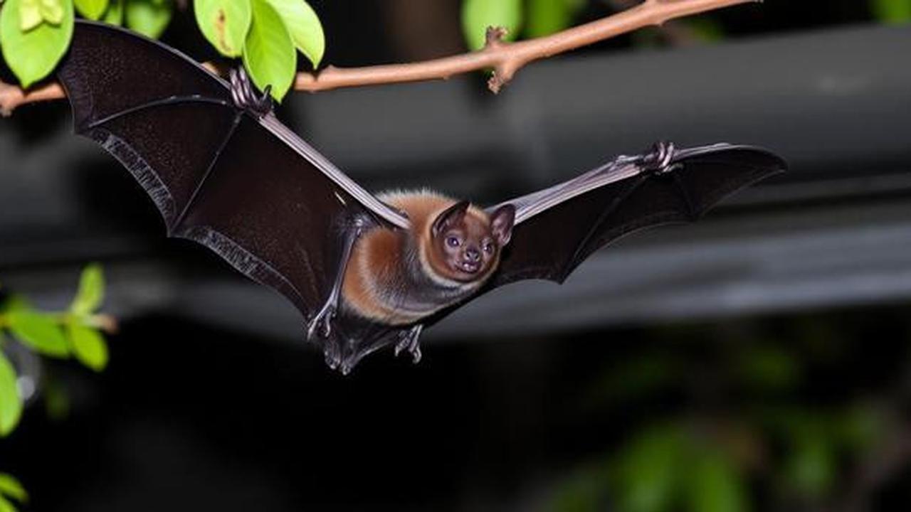 Penularan Virus Nipah Lebih Dekat dari yang Dikira, Kenali Jalur Penyebarannya