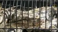 VIDEO: Ular Sanca 4 Meter Bersarang di Atap Rumah Warga Tangerang
