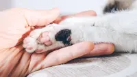 Pertolongan Pertama Bila Dicakar Kucing