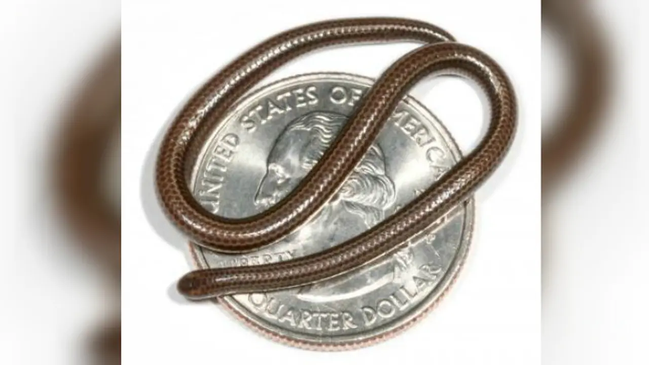 Ular Barbados threadsnake (Wikipedia)