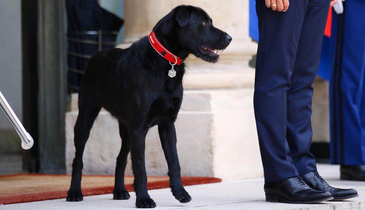 Nemo saat menemani Presiden Prancis Emmanuel Macron menyambut tamu di Istana Elyses, Paris, Prancis (28/8). Nemo merupakan salah satu anjing ras terpopuler di dunia yang dikenal Energik, pandai dan bersahabat. (AP Photo / Francois Mori)