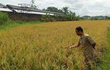 Wow, Harga Pupuk Bersubsidi Turun 20%! Petani Lebak Optimis Produksi Pangan Meningkat Drastis