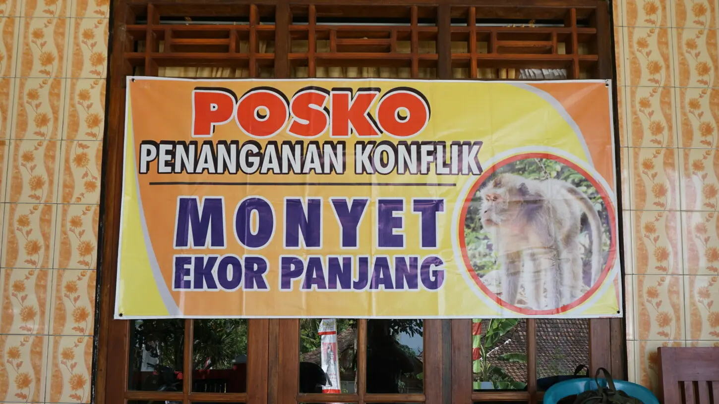 Posko penanganan konflik monyet ekor panjang didirikan di rumah Kepala Desa Sendang, Karanggede, Boyolali, Rabu (9/8).(Liputan6.com/Fajar Abrori)