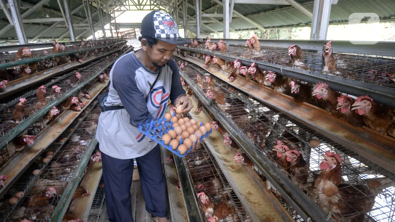 FOTO: Harga Telur Ayam