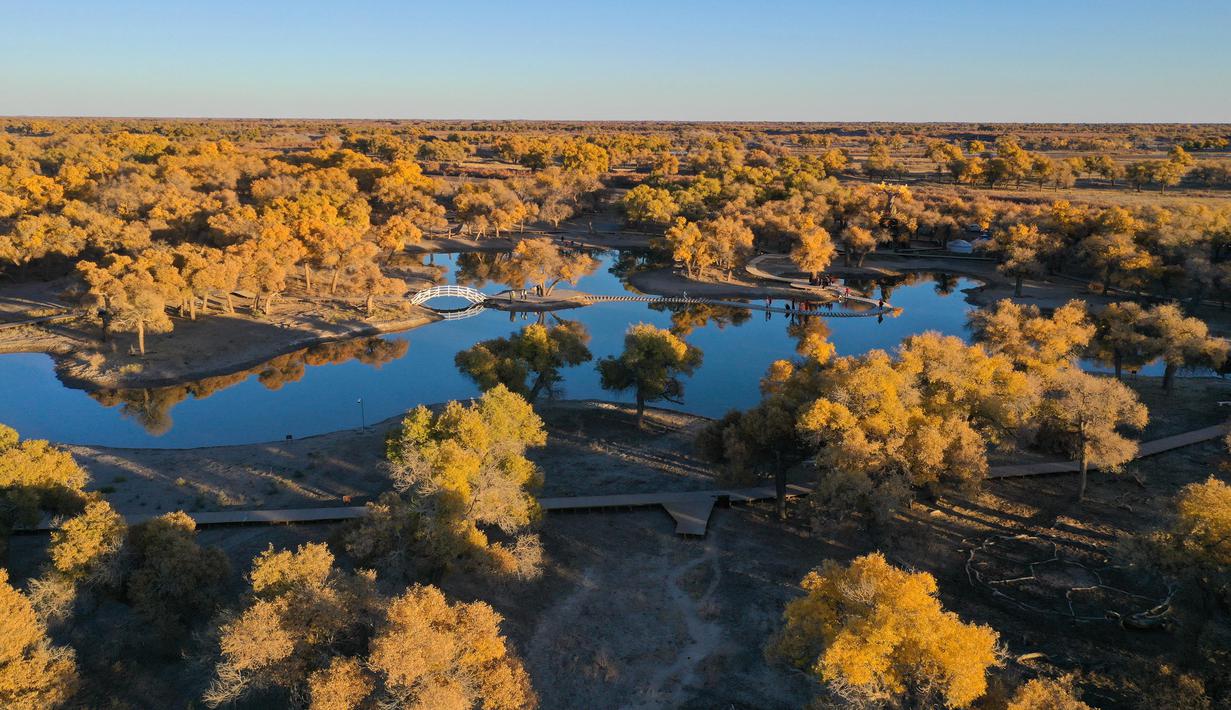 Foto yang diabadikan pada 18 Oktober 2020 ini menunjukkan pemandangan musim gugur di hutan poplar gurun (populus euphratica) di Wilayah Ejin, Daerah Otonom Mongolia Dalam, China utara. (Xinhua/Lian Zhen)