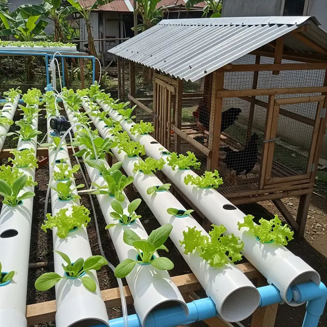6 Hidroponik di Kandang Ayam dengan Sistem Akuaponik Sederhana, Solusi Lahan Sempit