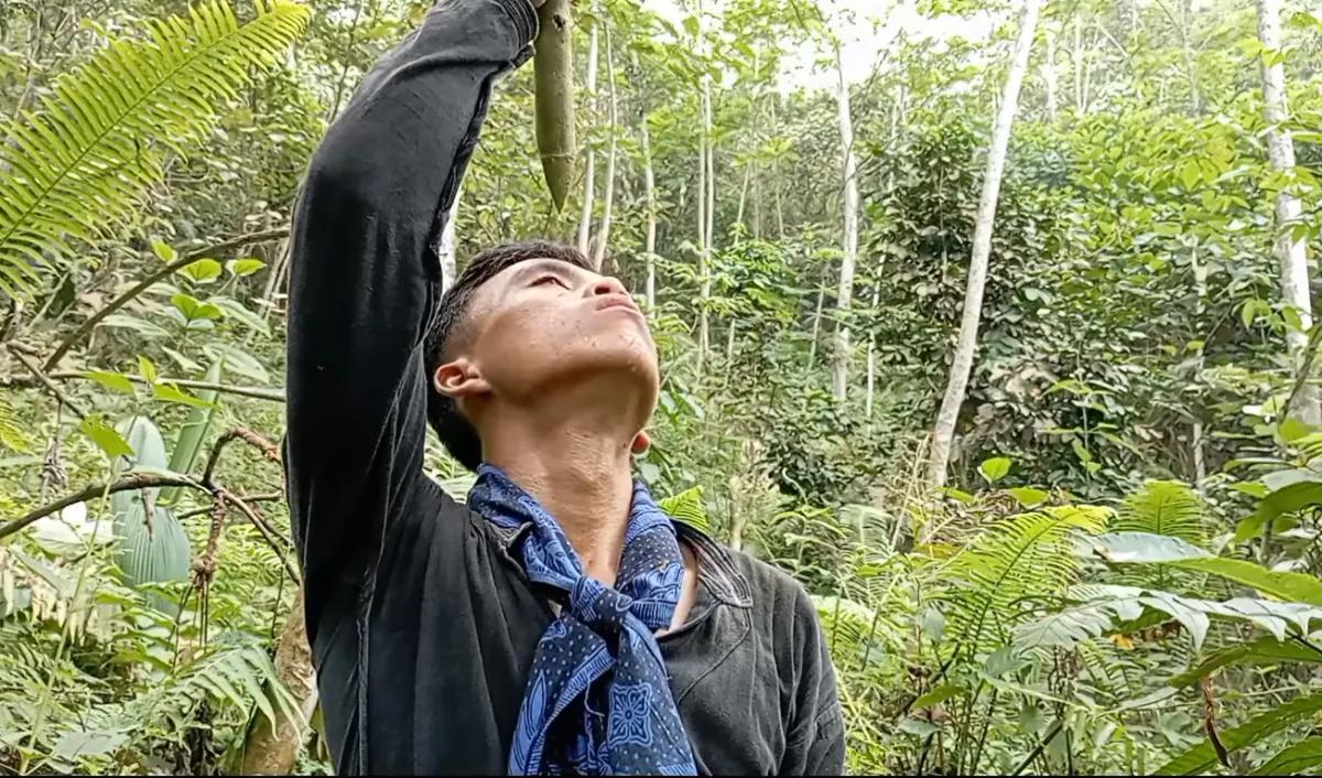 Bisa jernihkan pengelihatan mata dengan batang Kisereh