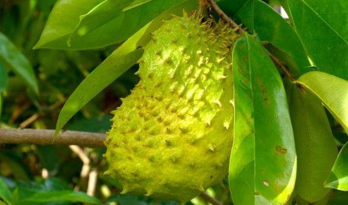 Misalnya, vitamin C yang dapat meningkatkan kesehatan dan kekebalan tubuh. Tidak hanya buahnya, daun buah ini juga kaya manfaat.