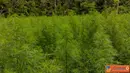 Citizen6, Aceh: Ladang ganja seluas dua hektare ditemukan di Perbukitan Bang Galang Dusun Lhe Barat Kecamatan Jeunib Kabupaten Bireuen, Selasa (26/4). (Pengirim: Dadik Junaedi)