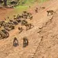 penduduk Desa Xianfeng, Sichuan, Tiongkok ramai-ramai mengangkut kera liar dari Gunung Emei.