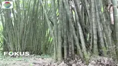 Wisata alam hutan bambu di Pagaralam, Sumatera Selatan, menyimpan pesona karena memunyai bambu dan tumbuhan lain yang langka.