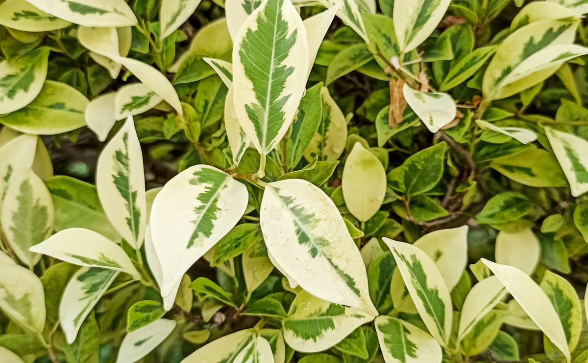 Ilustrasi tanaman ficus benjamina