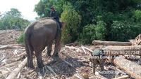 4 Gajah Sumatera PLG Saree Dikerahkan untuk Selamatkan Korban Banjir Bandang Aceh, Bagaimana Jaminan Kesejahteraannya?