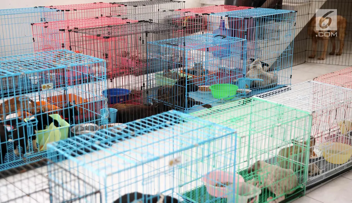 Sejumlah anjing berada di kandang di Posko Bali Rumah Singgah Satwa, Padangbai, Bali, Senin (4/12). Posko tersebut menampung ratusan anjing yang ditinggal mengungsi oleh pemiliknya karena erupsi Gunung Agung. (Liputan6.com/Immanuel Antonius)